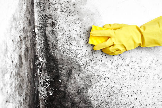Best Mold Removal Company Near Me  in Great Notch, NJ