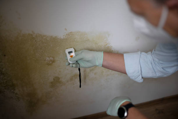 Trusted Great Notch, NJ Mold Removal Experts