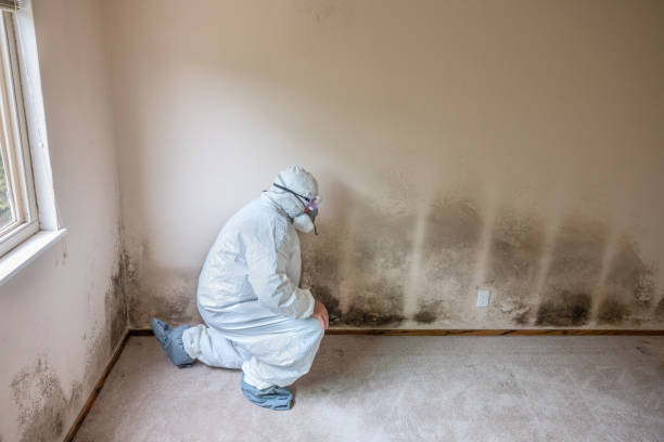 Best Toxic Mold Removal  in Great Notch, NJ