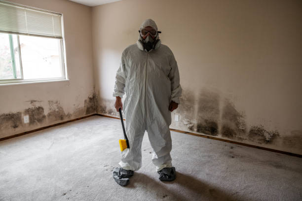 Attic Mold Removal in Great Notch, NJ