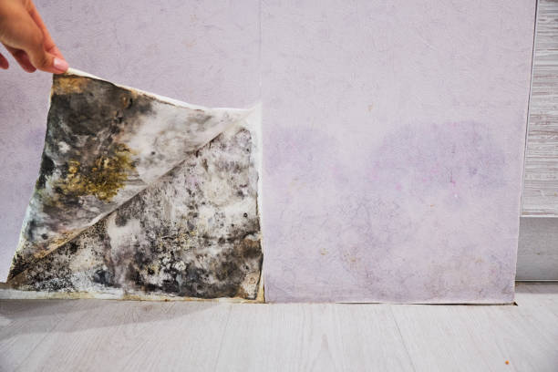 Best Certified Mold Removal  in Great Notch, NJ